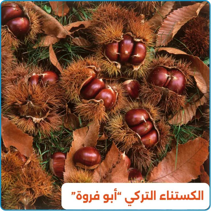 ما هي أفضل أنواع الكستناء؟